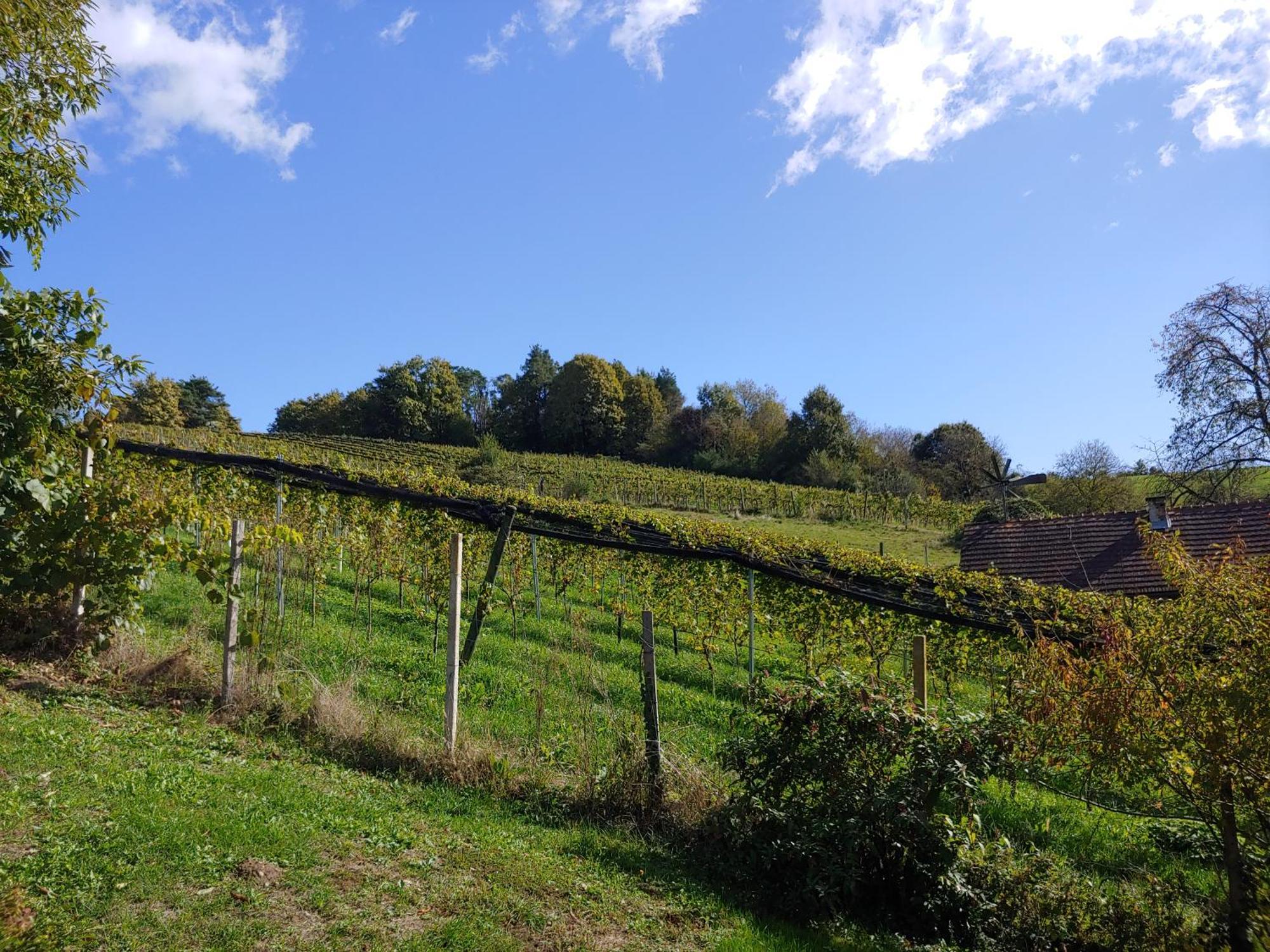 Kleine Reblaus Διαμέρισμα Bad Waltersdorf Εξωτερικό φωτογραφία